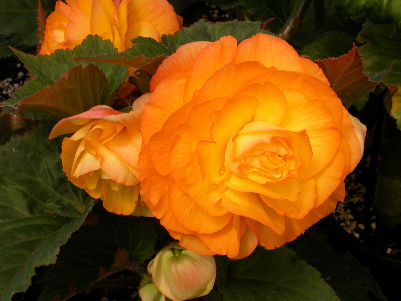 B. ‘Summer Sunset’